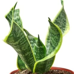 Snake Plant Twist -Garden Leaf Shop 6 SNAKE Twist DETAIL e95c788b 6480 4e74 bf8c 95a11edf5835