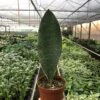 Shark Fin Snake Plant 2 Shark Fin Snake Plant -Garden Leaf Shop 6 SNAKE SHARKFIN TEMP scaled 1