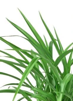 Spider Plant ‘Green’