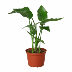 White Bird Of Paradise ‘Strelitzia Nicolai’ -Garden Leaf Shop 6 STRELITZIA BIRD.OF .PARADISE 1 removebg preview