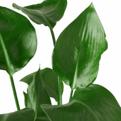 Front Page -Garden Leaf Shop 6 STRELITZIA BIRD.OF .PARADISE 2 removebg preview