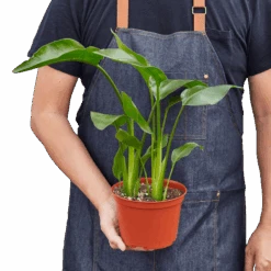 White Bird Of Paradise ‘Strelitzia Nicolai’