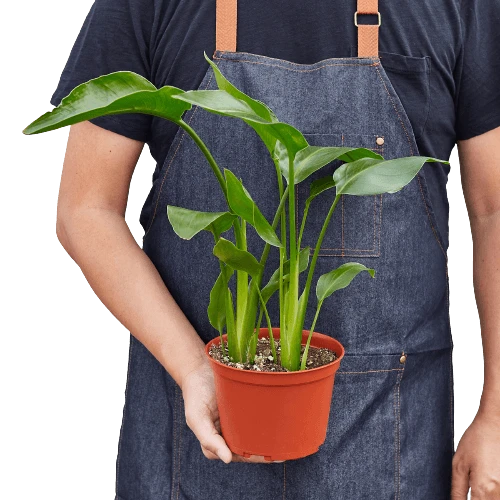 White Bird Of Paradise ‘Strelitzia Nicolai’