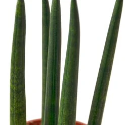 Snake Plant Cylindrica – 6″ Pot – NURSERY POT ONLY