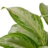 Chinese Evergreen ‘Silver Bay’ – 4″ Pot – NURSERY POT ONLY -Garden Leaf Shop 6b1ac468 00c2 568e a8de d97275cbf221 bd4035bb 8760 48a5 94de f8ee2a3d5708