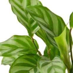 Calathea Concinna ‘Freddie’ – 6″ Pot – NURSERY POT ONLY