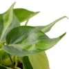 Philodendron ‘Brasil’ – 4″ Pot – NURSERY POT ONLY -Garden Leaf Shop 6d22f8af fbec 5b7f 977b 0913687c4b3e 8c35bf3f c249 4df9 a2ea 5264f8c1f935