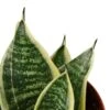 Snake Plant Laurentii Dwarf -Garden Leaf Shop 6d67ac9a 770e 5d60 adb5 413b605c4df8