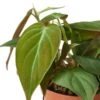 Philodendron ‘Velvet’ – 4″ Pot – NURSERY POT ONLY 2 Philodendron ‘Velvet’ – 4″ Pot – NURSERY POT ONLY -Garden Leaf Shop 726a579a 63bd 5b90 bb1c 94917f76e900 62161441 e9b7 487e 8446 53e97e813fba