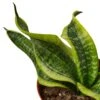 Snake Plant Twist -Garden Leaf Shop 729a7ea2 3991 5cf9 ab44 388fa164d32c