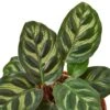 Calathea ‘Makoyana’ 1 Calathea ‘Makoyana’ -Garden Leaf Shop 74c7c668 8244 5765 b9b7 f2949dc07e49