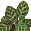 Calathea ‘Makoyana’ – 6″ Pot – NURSERY POT ONLY -Garden Leaf Shop 74c7c668 8244 5765 b9b7 f2949dc07e49 f14a7754 cf90 42da 8cd1 658e7be62272