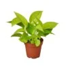 Pothos ‘Neon’ – 4″ Pot – NURSERY POT ONLY -Garden Leaf Shop 764b04b7 26a9 515b b327 c7b34cb758cb 48f91aaa c0de 4695 9b3d 75fe4dbdc01f
