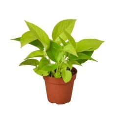 Pothos ‘Neon’ – 4″ Pot – NURSERY POT ONLY