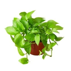Pothos ‘Neon’ – 6″ Pot – NURSERY POT ONLY