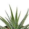 Zebra Succulent -Garden Leaf Shop 77d9e46c e4be 54b8 b4ad f7990bf8991e