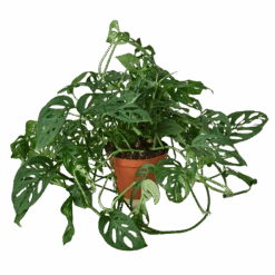 Monstera Adansonii ‘Swiss Cheese’ – 6″ Pot – NURSERY POT ONLY -Garden Leaf Shop 783f50e1 a338 58bf 826e 62e4f9a9b781 0e7c8806 9cde 4999 8a8a 28800d6e784a