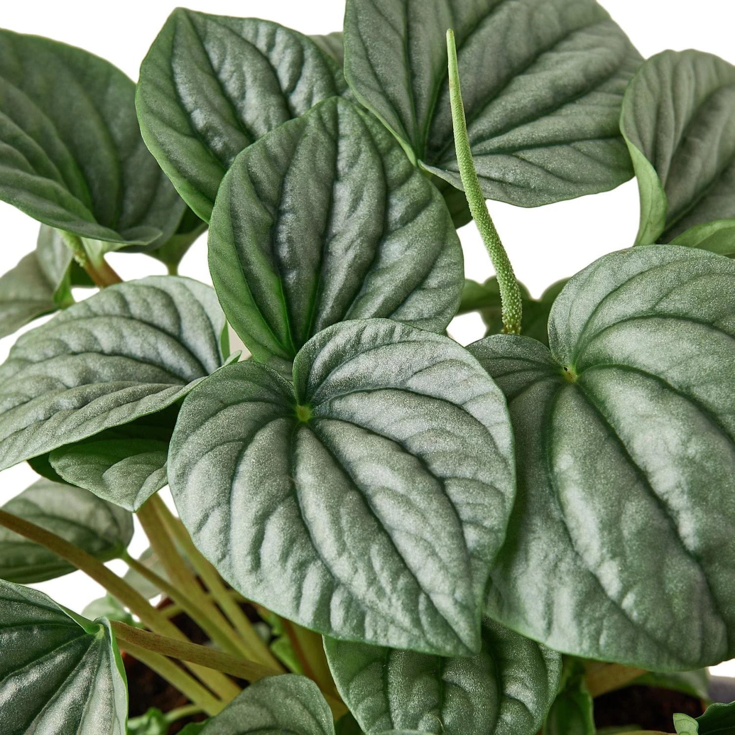 Peperomia ‘Frost’ – 6″ Pot 2 Peperomia ‘Frost’ – 6″ Pot