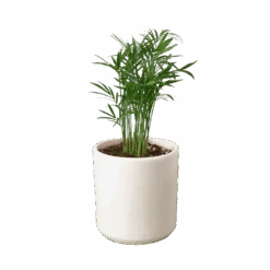 Parlor Palm 21 Parlor Palm -Garden Leaf Shop 7bde1dc2 feb6 5995 a34c 0c0cdf5fadb1 1a1ae7d5 f994 469b 8636 f3ebb3a9195e