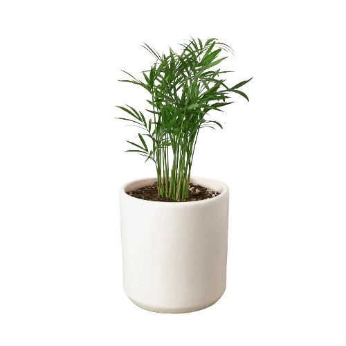 Parlor Palm 12 Parlor Palm - Image 10