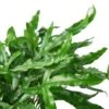 Fern ‘Kangaroo Paw’ – 4″ Pot – NURSERY POT ONLY 1 Fern ‘Kangaroo Paw’ – 4″ Pot – NURSERY POT ONLY -Garden Leaf Shop 7dac72b4 f44c 5679 a6cd bbcc8d1f8e45 99193d1f 2e53 406d b3f7 0de60be4d772