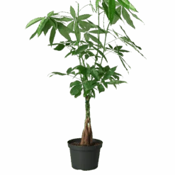 Money Tree ‘Guiana Chestnut’ Pachira Braid -Garden Leaf Shop 8 MONEY TREE 1 removebg preview