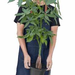 Money Tree ‘Guiana Chestnut’ Pachira Braid -Garden Leaf Shop 8 MONEY TREE 3 removebg preview