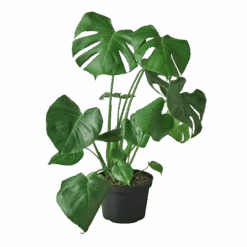 Philodendron Monstera Split-Leaf -Garden Leaf Shop 8 MONSTERA 1 1800x1800 removebg preview