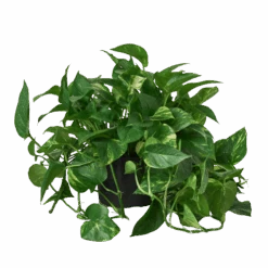 Pothos ‘Golden’ -Garden Leaf Shop 8 POTHOS GOLDEN 1 removebg preview