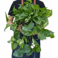 Pothos ‘Golden’ -Garden Leaf Shop 8 POTHOS GOLDEN 3 removebg preview