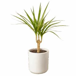 Dracaena Marginata Cane -Garden Leaf Shop 8192cf38 c0e5 5602 aeab f13ec114298f fbae5a1b 8658 40ce 82af 3ce966851262