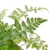 Rabbit’s Foot Fern 2 Rabbit’s Foot Fern -Garden Leaf Shop 83373117 3d4b 5781 bc55 632b4e7e7e35