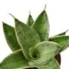 Snake Plant Starlight 1 Snake Plant Starlight -Garden Leaf Shop 85fa6c55 5bde 5343 868b b04f778c0100