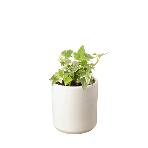 English Ivy ‘Glacier’ 11 English Ivy ‘Glacier’ - Image 9