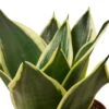 Snake Plant Black Gold -Garden Leaf Shop 86cfd476 a733 5b95 92e9 029ede915bd4
