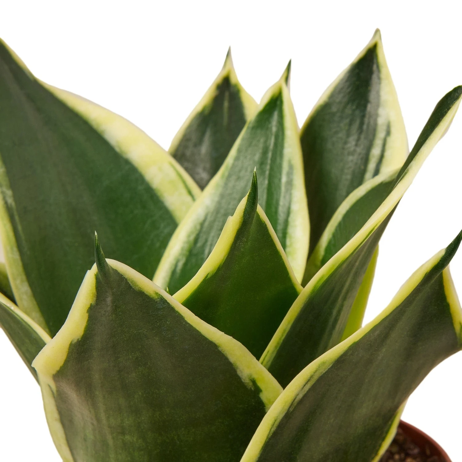 Snake Plant Black Gold 3 Snake Plant Black Gold