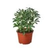Schefflera Moonlight ‘Umbrella Plant’ 2 Schefflera Moonlight ‘Umbrella Plant’ -Garden Leaf Shop 8b8085d0 84e8 5542 aee1 f3c0d4143ee7 removebg preview