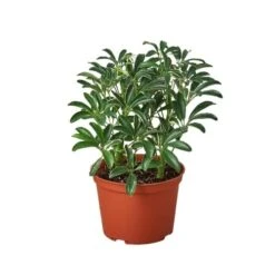 Schefflera Moonlight ‘Umbrella Plant’