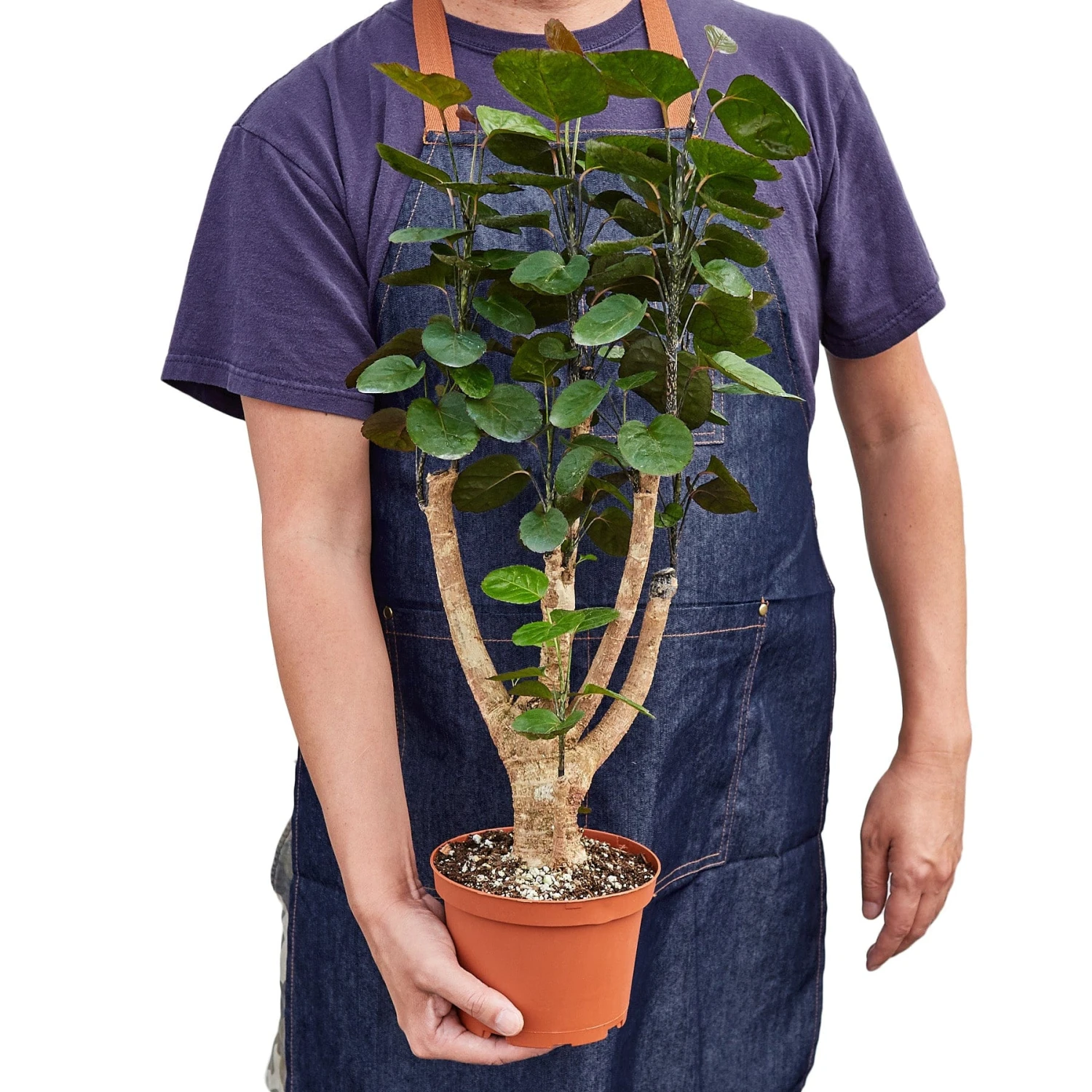 Aralia Fabian Stump ‘Polyscias Scutellaria’ 4 Aralia Fabian Stump ‘Polyscias Scutellaria’ - Image 2