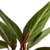 Stromanthe Sanguinea 1 Stromanthe Sanguinea -Garden Leaf Shop 8e9052d0 8126 5a6b ba0f bad2446a8d97