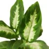 Dieffenbachia Camille 1 Dieffenbachia Camille -Garden Leaf Shop 9723309d 6ff0 54d0 9010 743947c5b52e