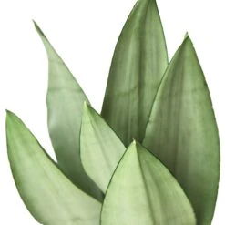 Snake Plant Moonshine – 4″ Pot – NURSERY POT ONLY -Garden Leaf Shop 972c2a21 3a86 50fc ad65 0c43740a1701 c37124e3 9b06 499e be58 b28aad67bb37