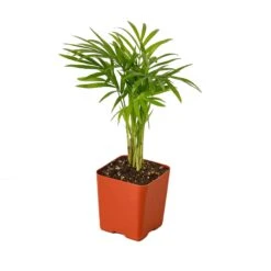 Parlor Palm 15 Parlor Palm -Garden Leaf Shop 9c4c3fa7 037c 501d 854e eb5d81919786 d5544326 af45 4943 8a00 bdf5bd8dbb63