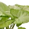 Syngonium White Butterfly – 6″ Pot – NURSERY POT ONLY 2 Syngonium White Butterfly – 6″ Pot – NURSERY POT ONLY -Garden Leaf Shop 9c4c4da1 037d 5bad 88dd 4d6ffbcbf84b fa69a9a6 2abc 4d0d b46d 9d6c6a7ed0c3