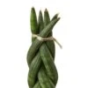 Snake Plant Braided – 4″ Pot – NURSERY POT ONLY -Garden Leaf Shop 9f4dc0cd b33c 5aae 8cfe 4a5418be88cb a7a62669 0f49 4f91 a61e 99fa3ac73c39