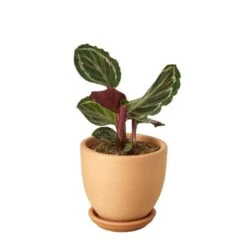 Calathea Roseopicta ‘Medallion’ -Garden Leaf Shop Calathea Medallion Terra Cotta liberty bell