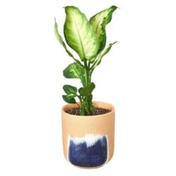 Dieffenbachia Camille -Garden Leaf Shop Dieffenbachi Huey removebg preview