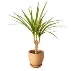 Dracaena Marginata Cane -Garden Leaf Shop DracaenaMarginataCane tappered