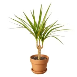 Dracaena Marginata Cane -Garden Leaf Shop DracaenaMarginataCane terracota