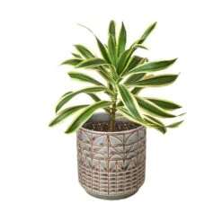 Dracaena ‘Song Of India’ -Garden Leaf Shop Dracaena Song Of India Navarro